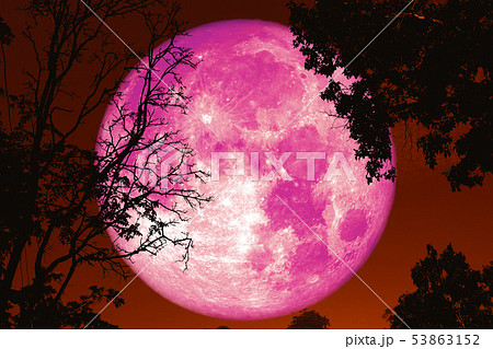 full worm moon back on silhouette plant and trees 53863152
