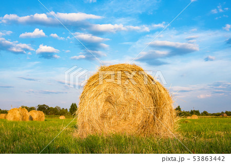 Hay bale. Agriculture field with sky.Rural nature Hay bale. Agriculture field with sky.Rural nature 53863442