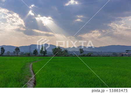 Landscape of Green rice field with mountain Landscape of Green rice field with mountain 53863475
