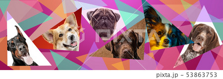 Creative collage of different breeds of dogs on colorful background Creative collage of different breeds of dogs on colorful background 53863753