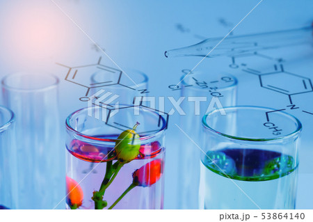 Small plants in test tube for biotechnology Small plants in test tube for biotechnology 53864140