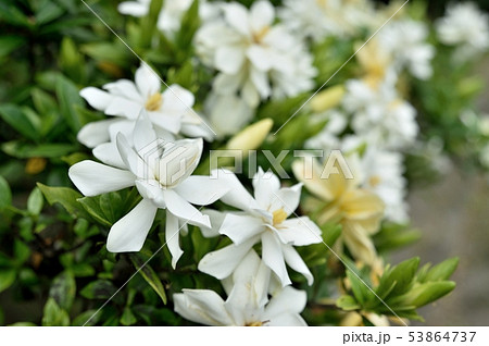 ヒメクチナシの花 コクチナシ 53864737