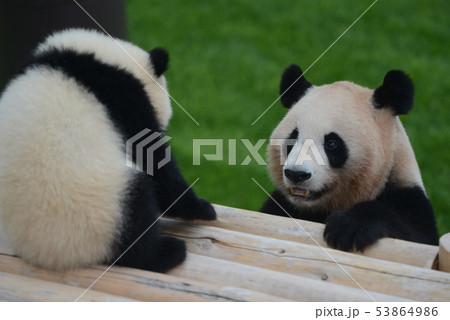 パンダ 53864986