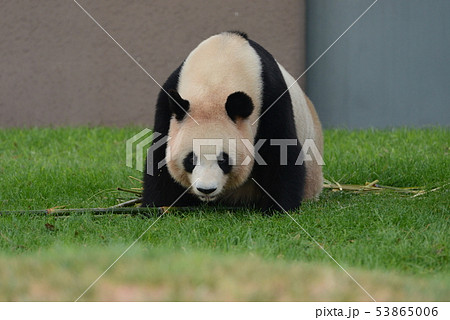 パンダ 53865006