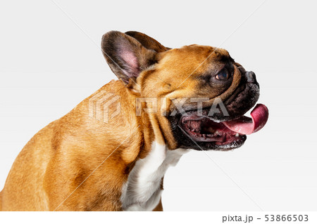 Studio shot of French Bulldog isolated on white studio background Studio shot of French Bulldog isolated on white studio background 53866503