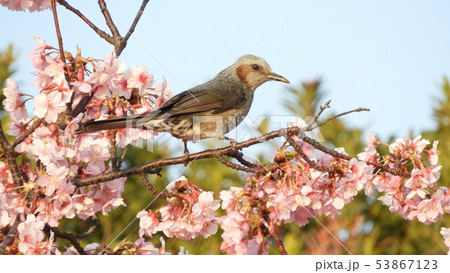 ヒヨドリ 53867123