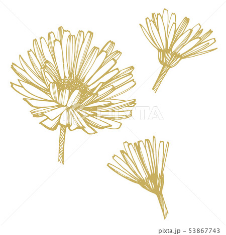 Calendula or daisy flower. Botanical illustration. Good for cosmetics, medicine, treating 53867743