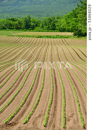 初夏の北海道京極町で芽が出たばかりの大豆畑の風景を撮影 初夏の北海道京極町で芽が出たばかりの大豆畑の風景を撮影 53868029