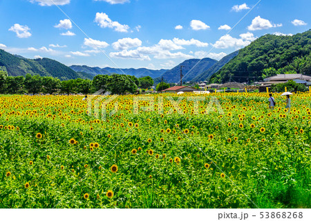 兵庫佐用町のひまわり畑 兵庫佐用町のひまわり畑 53868268