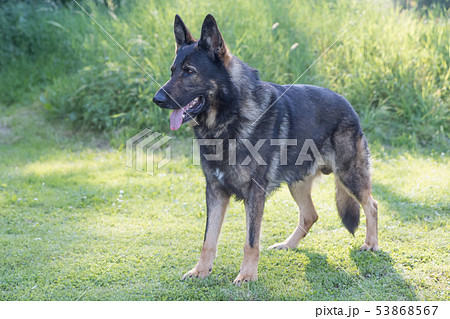 Side view of standing German Shepherd Dog 53868567