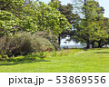 Sunny spring park land with flowering shrubs, tree 53869556