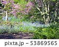 Vibrant pink rhododendron, green fern, blue flower 53869565