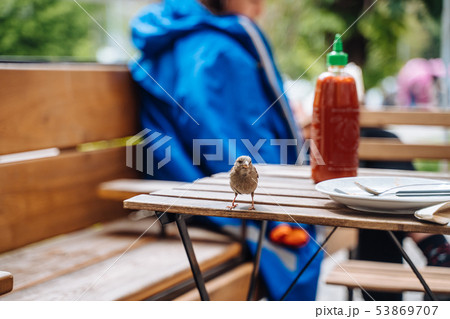 Bird in city. Sparrow sitting on table in outdoor cafe 53869707