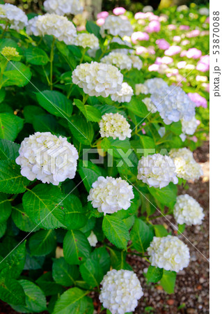 あじさい 53870088