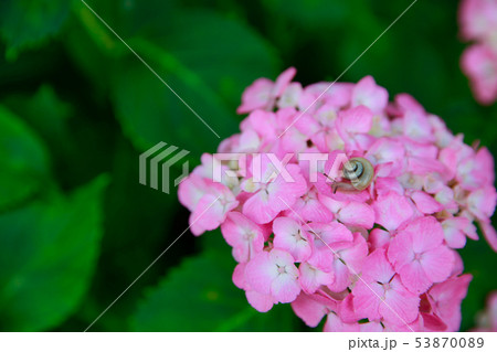 あじさい あじさい 53870089