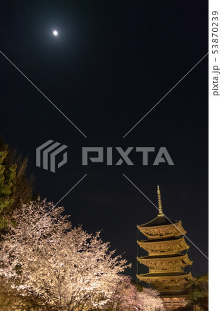京都・東寺の夜桜ライトアップ 京都・東寺の夜桜ライトアップ 53870239
