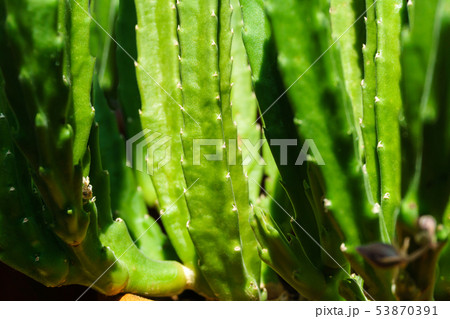 green natural plant background - stems of 53870391