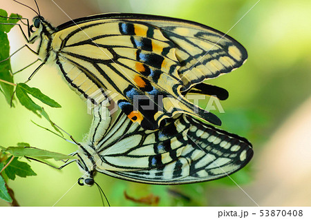 アゲハ蝶の交尾 53870408