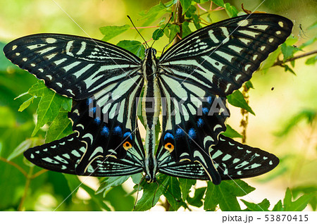 アゲハ蝶の交尾の写真素材