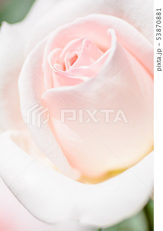 バラのイメージ【ぐんまフラワーパーク】 53870881