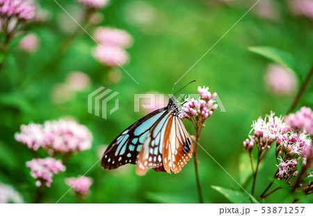 Blue butterfly perched on a flower Blue butterfly perched on a flower 53871257