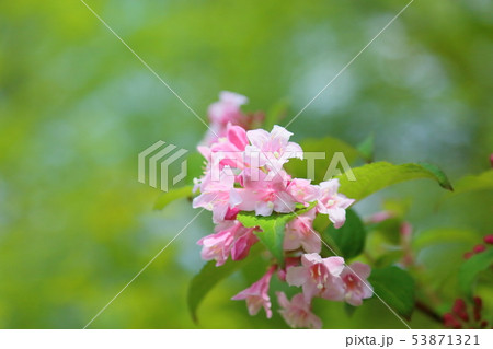 タニウツギの花 53871321