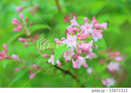 タニウツギの花 53871322