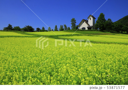 春のやくらいガーデン 53871577