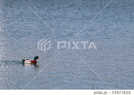 鳴きながら進むカモ 鳴きながら進むカモ 53871620