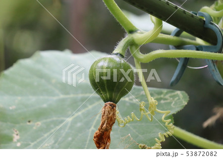 空中カボチャ 53872082