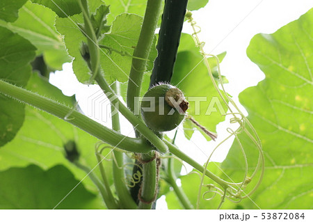 空中カボチャ 53872084