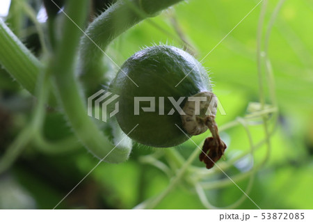 空中カボチャ 53872085