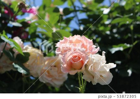 バラ　白 　薔薇 53872305