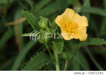 自然　植物　ハイキンゴジカ、『ゴジカ』の花に似た黄色の花が咲く『キンゴジカ』の亜種で匍匐性なので 53872383