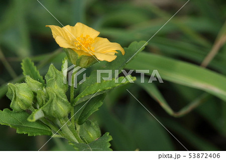 自然 植物 ハイキンゴジカ、足首ほどの高さですが草ではなく木(低木)だそうです 自然 植物 ハイキンゴジカ、足首ほどの高さですが草ではなく木(低木)だそうです 53872406