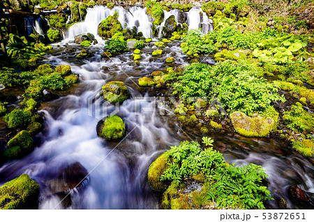春の京極町ふきだし公園 　京極町 53872651