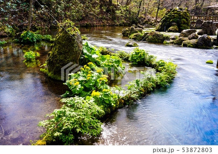 春の京極町ふきだし公園 　京極町 53872803