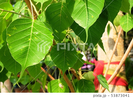 Beautiful Banyan or Sacred Fig Tree in Temple Beautiful Banyan or Sacred Fig Tree in Temple 53873041