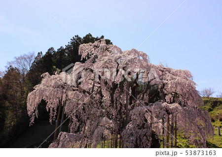 春爛漫の三春滝桜(2) 53873163