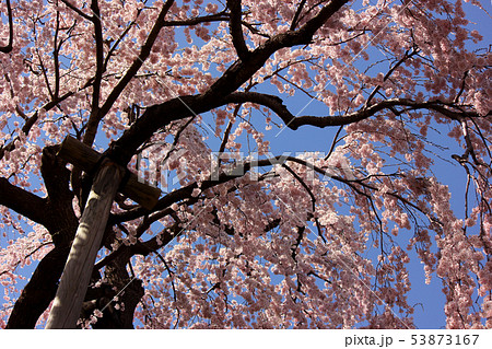 春爛漫の三春滝桜(4) 53873167