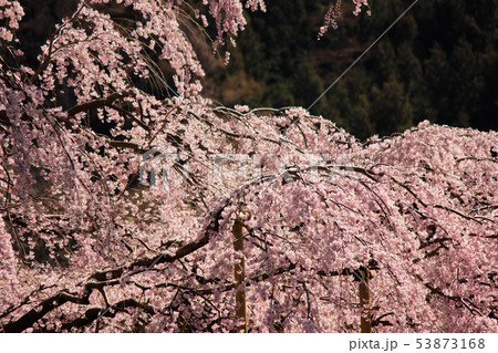 春爛漫の三春滝桜(5) 春爛漫の三春滝桜(5) 53873168