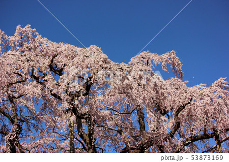 快晴の青空と三春滝桜(4) 快晴の青空と三春滝桜(4) 53873169