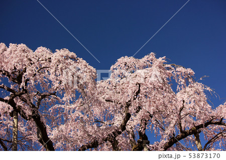 快晴の青空と三春滝桜(5) 53873170
