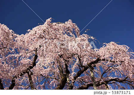 快晴の青空と三春滝桜(6) 快晴の青空と三春滝桜(6) 53873171