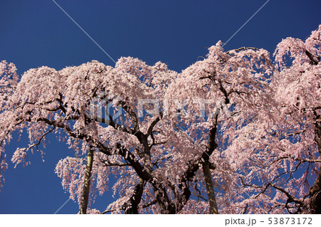 快晴の青空と三春滝桜(7) 快晴の青空と三春滝桜(7) 53873172