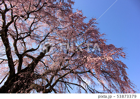 快晴の青空と満開の不動桜(1) 快晴の青空と満開の不動桜(1) 53873379
