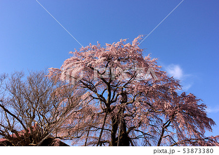 快晴の青空と満開の不動桜(2) 53873380