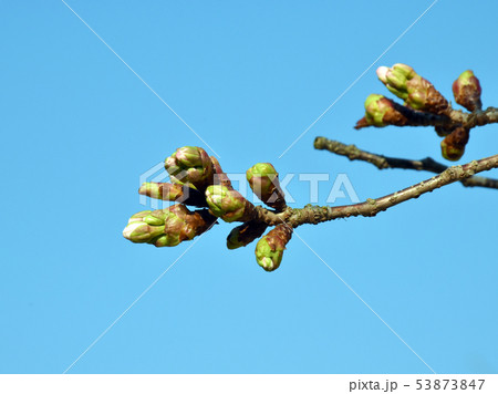 桜の蕾 53873847