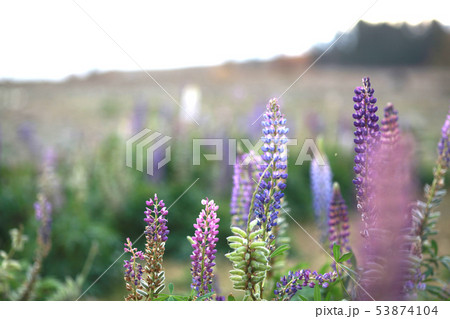 spring season in new zealand spring season in new zealand 53874104