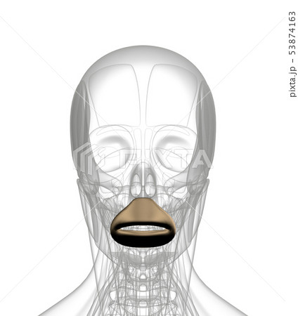 3d rendering of  Orbicularis Oris 53874163